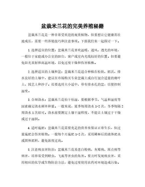 盆栽米兰花的养殖方法和注意事项