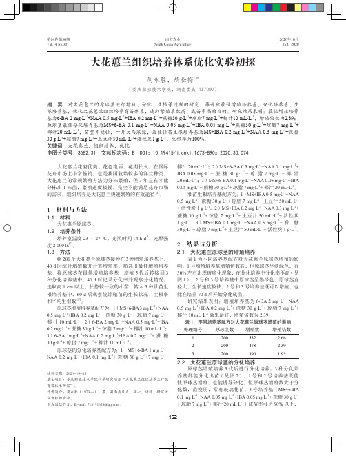 大花蕙兰组织培养体系优化实验初探