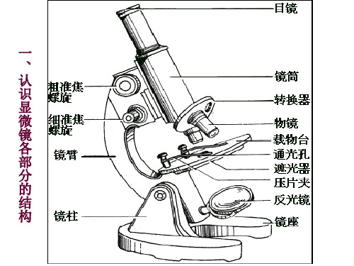 高中生物必修一专题-显微镜