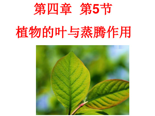 4.5植物的叶与蒸腾作用浙教版八年级科学下册课件