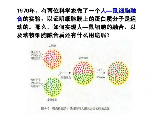 2.2.2 动物细胞融合与单克隆抗体