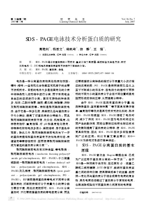 SDS_PAGE电泳技术分析蛋白质的研究
