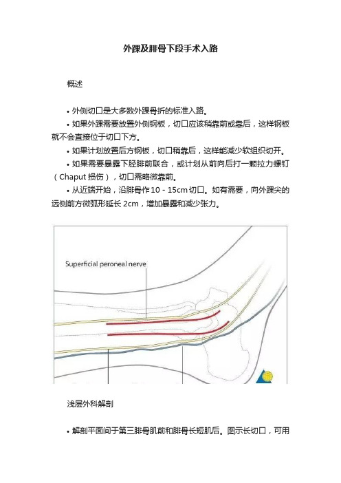 外踝及腓骨下段手术入路