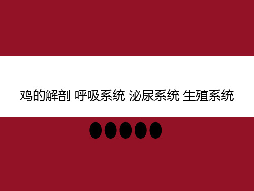 鸡的解剖 呼吸系统 泌尿系统 生殖系统