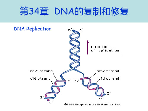 第34章 DNA的复制和修复(2013-2-28)