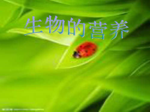 生物的营养方式