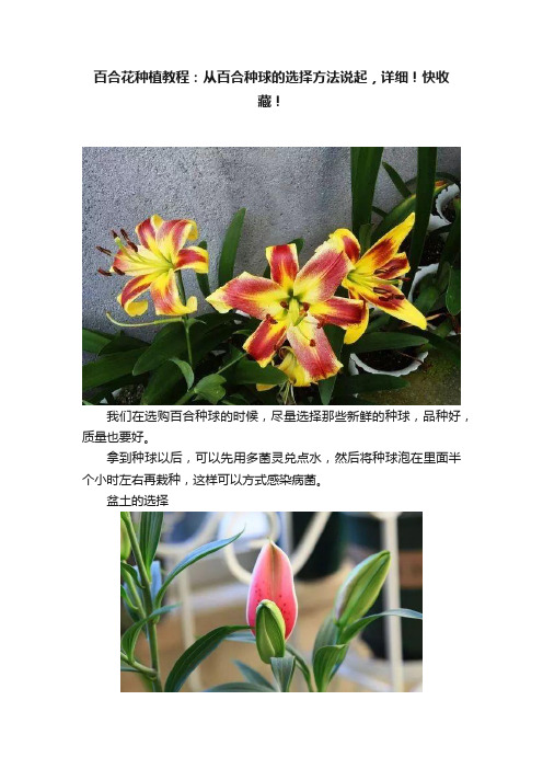 百合花种植教程：从百合种球的选择方法说起，详细！快收藏！