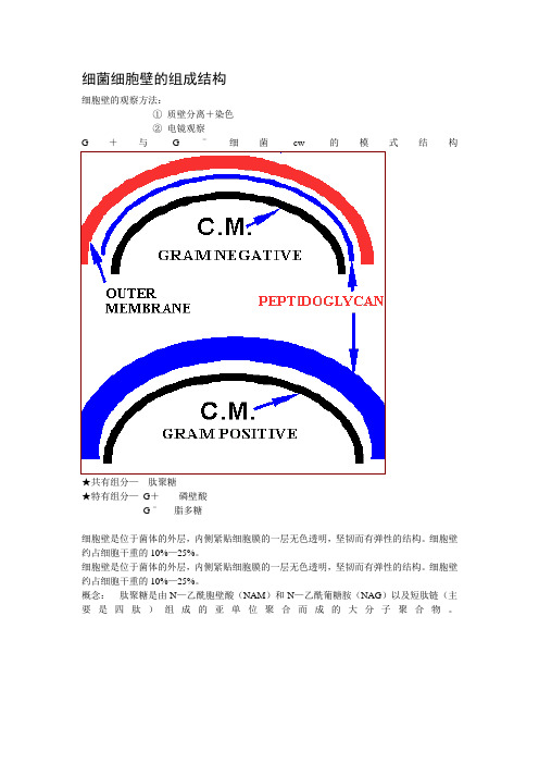 细菌细胞壁的组成结构