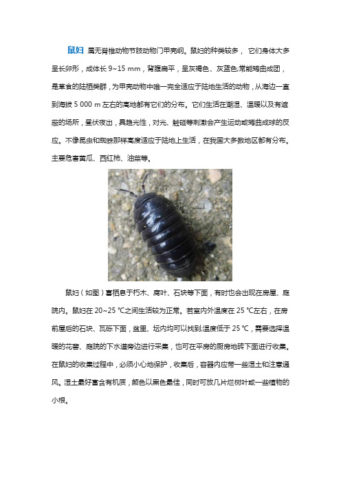 实验解读：一  探究光对鼠妇分布的影响(生物人教版七上)