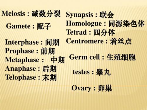 人教版教学课件减数分裂和受精作用1