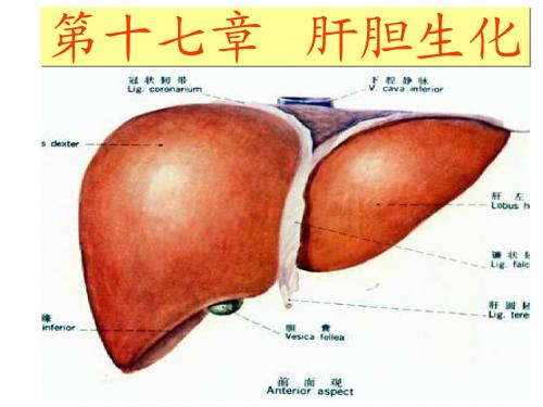 生物化学—— 肝的生物化学