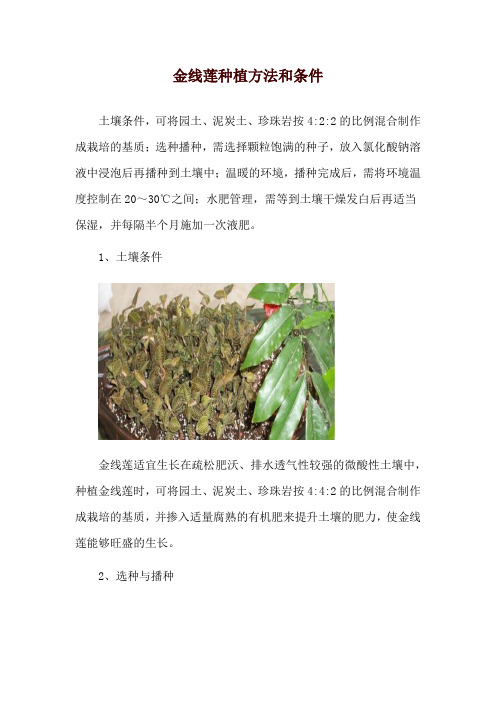 金线莲种植方法和条件