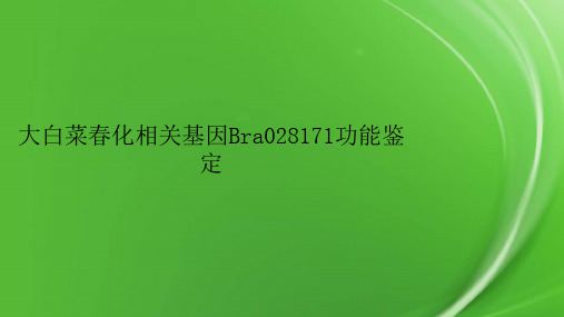 大白菜春化相关基因Bra028171功能鉴定