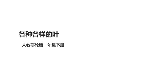 人教鄂教版小学科学一年级科学下册 《各种各样的叶》课件