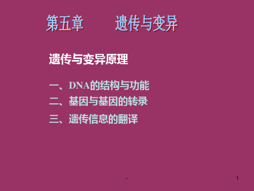 遗传与变异原理DNA的结构与功能基因与基因的转录PPT课件