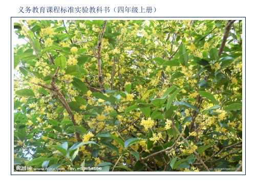 苏教版四上语文 12.桂花雨(第一课时)