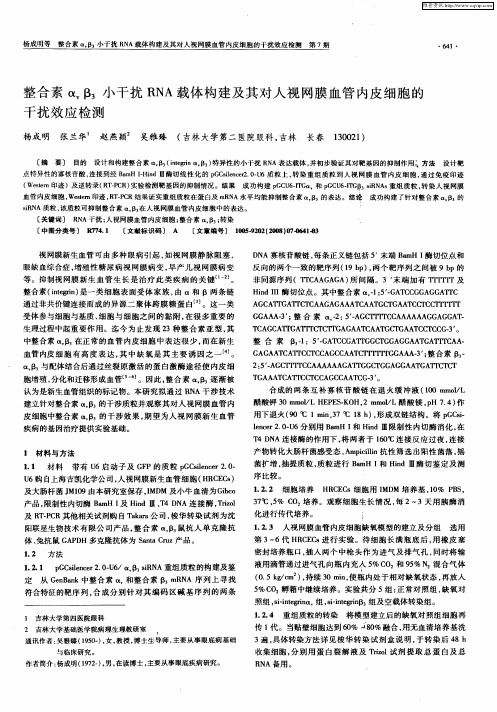 整合素αvβ3,小干扰RNA载体构建及其对人视网膜血管内皮细胞的干扰效应检测