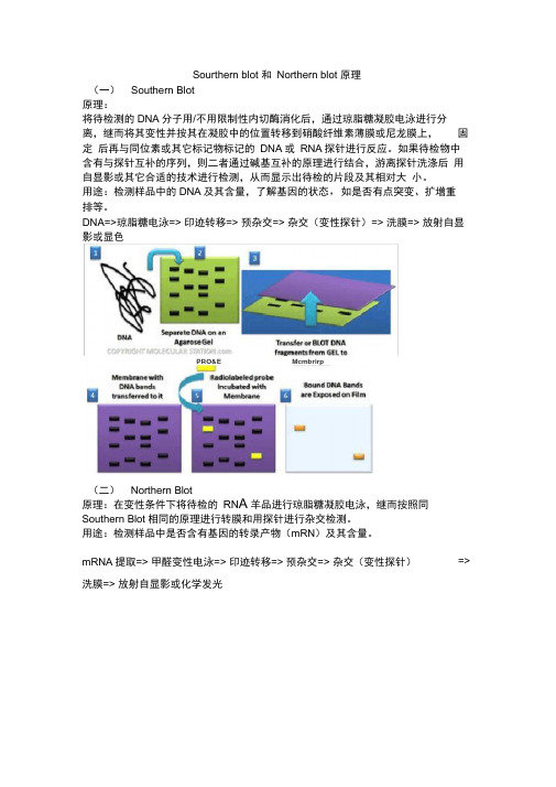 (完整版)Sourthernblot和Northernblot原理