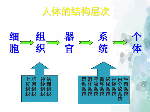 苏教版-生物-七年级下册-8.3 人体概述 名家课件