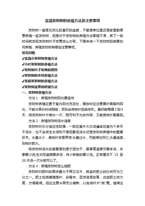 盆栽发财树的养殖方法及注意事项