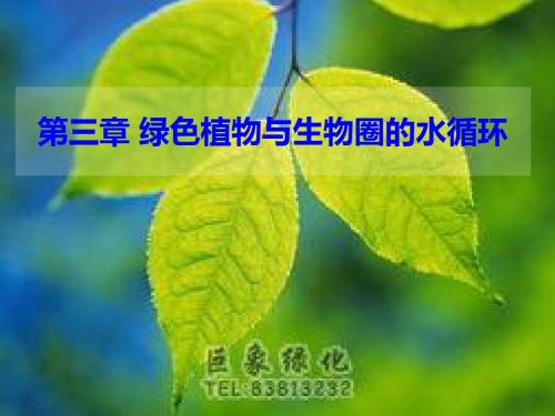 第三章 绿色植物与生物圈的水循环