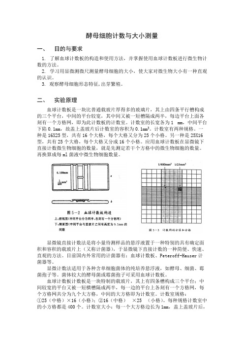 酵母细胞计数与大小测量【精选】