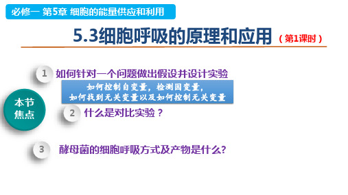 5.3.1细胞呼吸的原理和应用课件高一上学期生物人教版必修1(1)