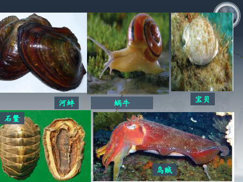 第三节软体动物与节肢动物(共26张PPT)