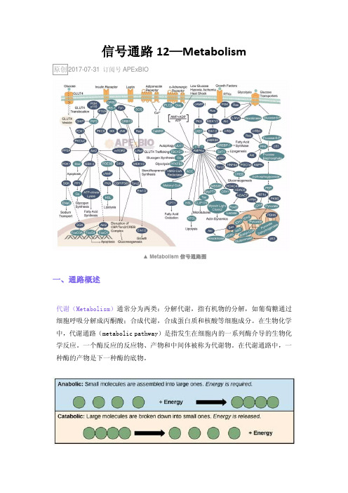 信号通路12—Metabolism