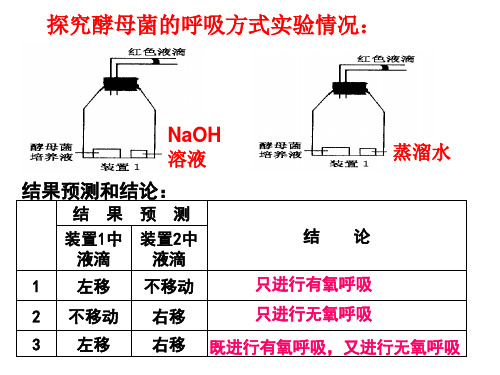 光合作用呼吸装置图