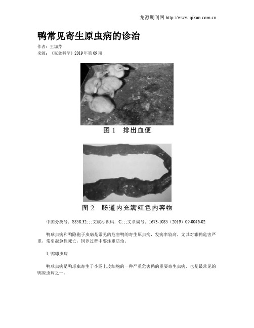 鸭常见寄生原虫病的诊治
