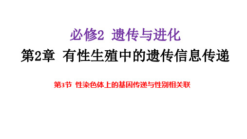 2.3性染色体上的基因传递与性别相关联课件高一下学期生物沪科版必修2