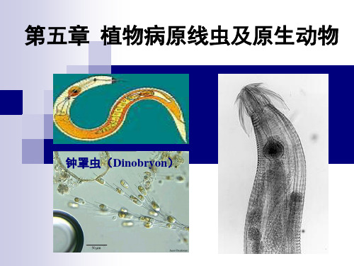 第五章植物病原线虫及原生动物