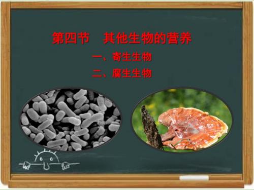 北京版七年级生物上册《其他营养方式》教学课件1