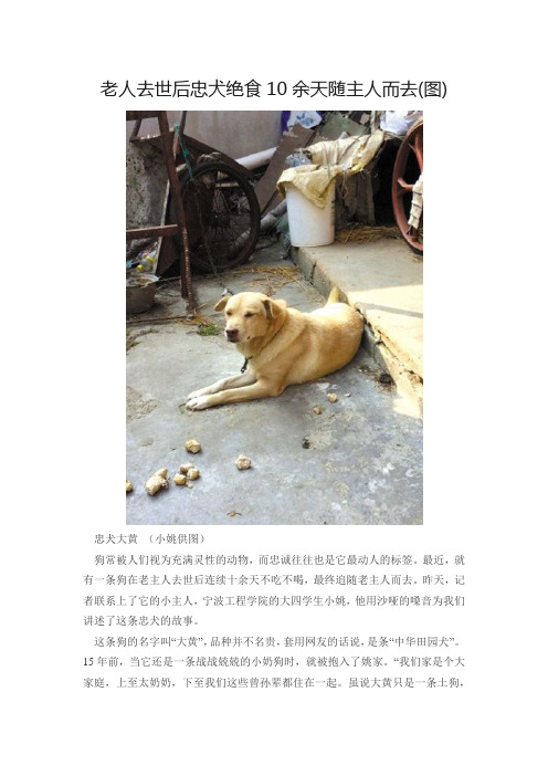 老人去世后忠犬绝食10余天随主人而去(图)