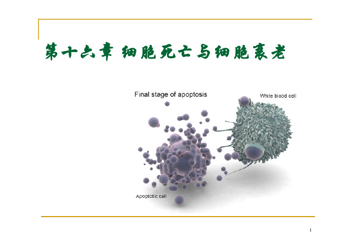 16 第十六章 程序性细胞死亡与细胞衰老