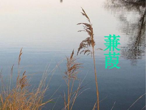 沪教版语文高一上册5.15《蒹葭》课件 (共36张PPT)