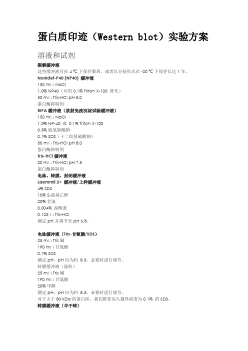 蛋白质印迹(Western blot)实验方案