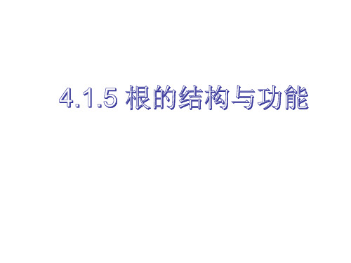 4.1.5《根的结构与功能》课件-2020-2021学年济南版八年级生物上册