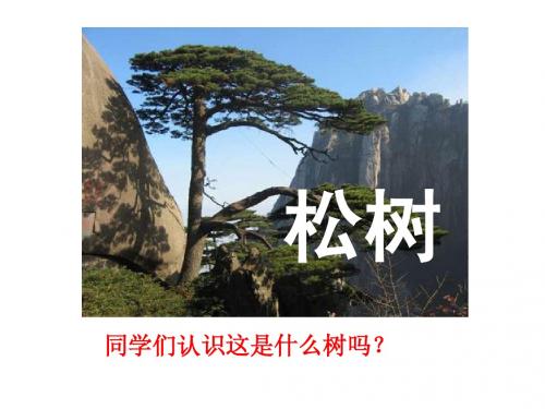 苏教版小学三年级下册语文《小松树和大松树》教学课件