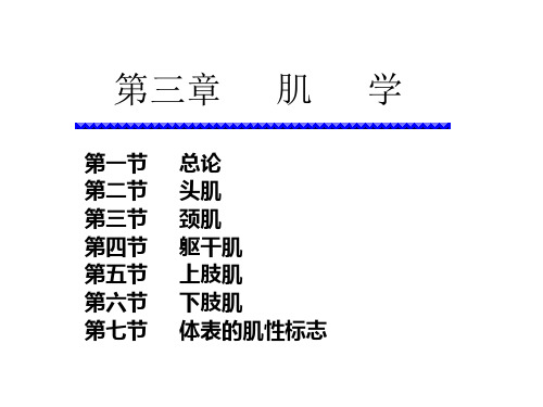 9 头颈 躯干肌 四肢肌