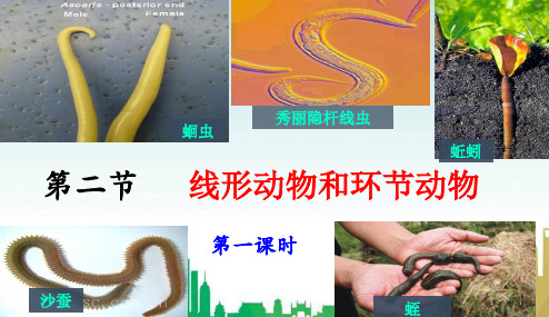 凤凰县八中八年级生物上册5.1.2线形动物和环节动物课件1新版新人教版3