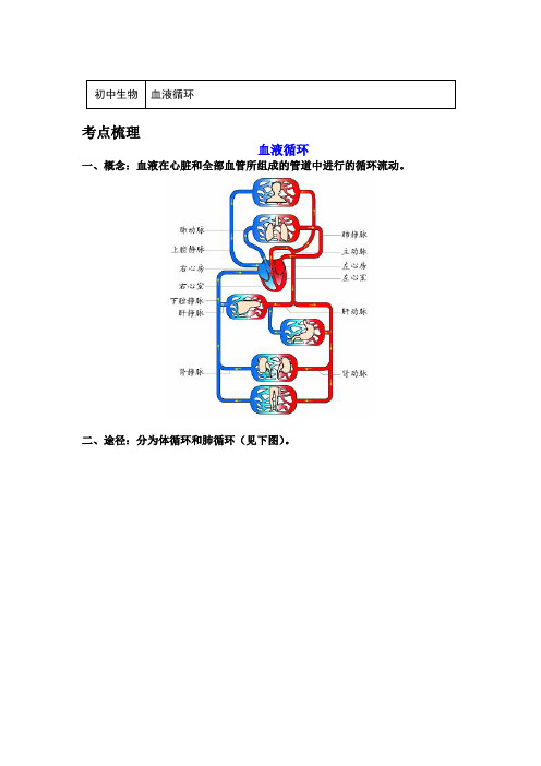 八年级生物下册知识讲义-5.2血液循环-京改版