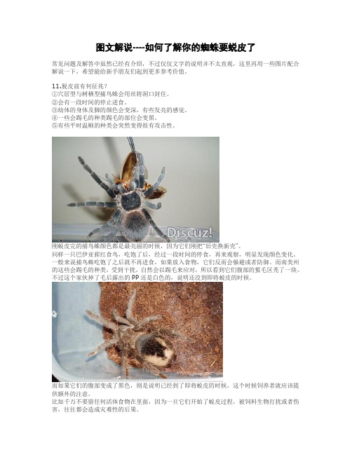 爬宠网图文解说-如何了解你的蜘蛛要蜕皮了