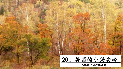 部编《美丽的小兴安岭》ppt课件3