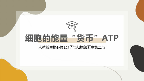 细胞的能量“货币”——ATP