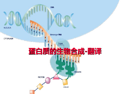 蛋白质的翻译过程