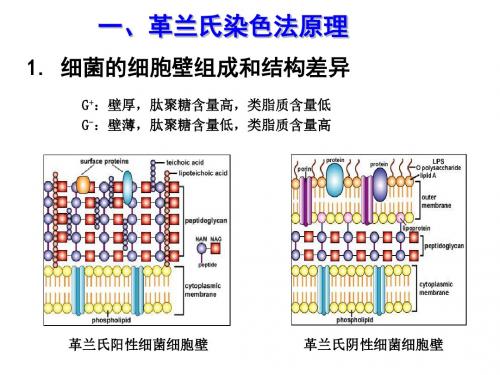 最新-微生物学实验3革兰氏染色与细菌个体形态的观察-精选PPT文档