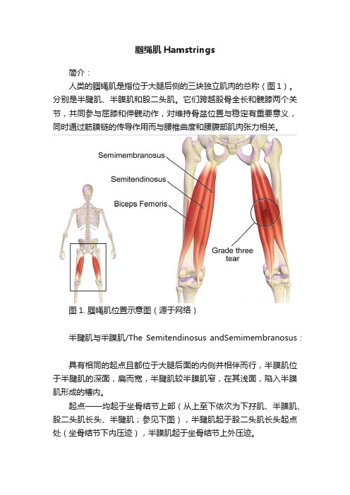 腘绳肌Hamstrings