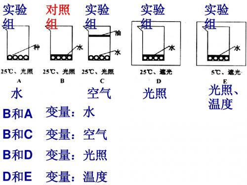 种子的萌发探究实验